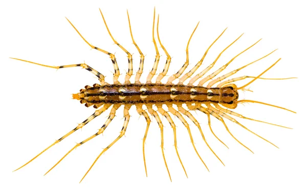 Centipede (Isolated) — Stock Photo, Image
