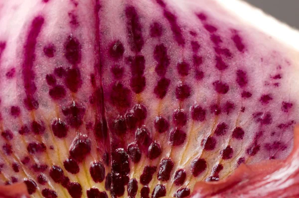 stock image Red and Pink Paphiopedilum and Hampshire Prolific cross Orchid C