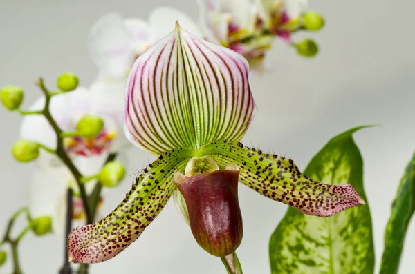 stock image Paphiopedilum Eureka and Raisin Pie Cross Orchid