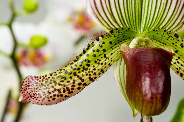 stock image Paphiopedilum Eureka and Raisin Pie Cross Orchid