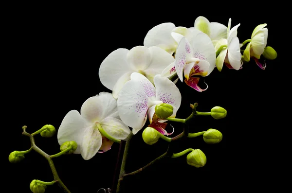 Bílá phalaenopsis orchideje — Stock fotografie