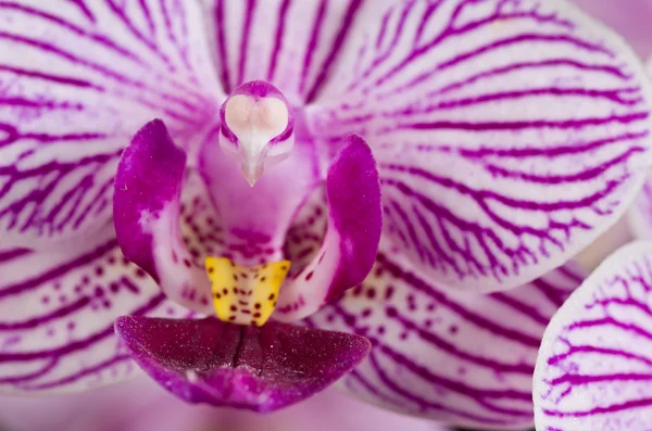 stock image Pink Doritaenopsis Little Carolyn Orchid