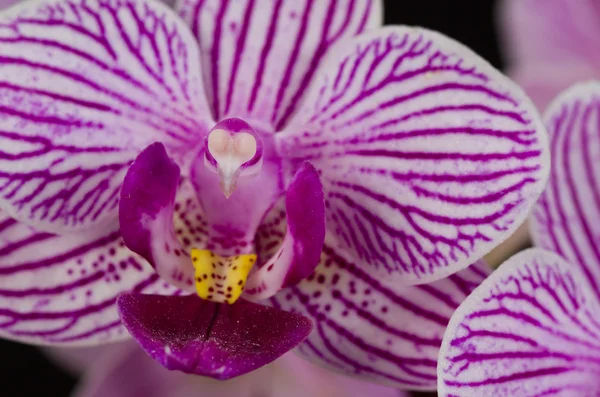 Orquídea de Carolyn pequena de Doritaenopsis rosa — Fotografia de Stock