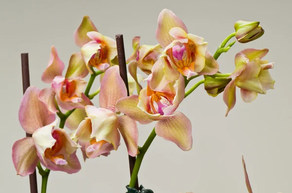 Stock image Phalaenopsis Orchid