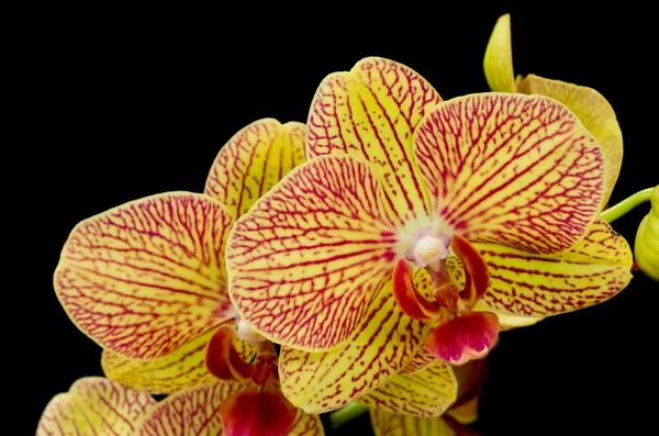 Turuncu ve kırmızı phalaenopsis orkide — Stok fotoğraf