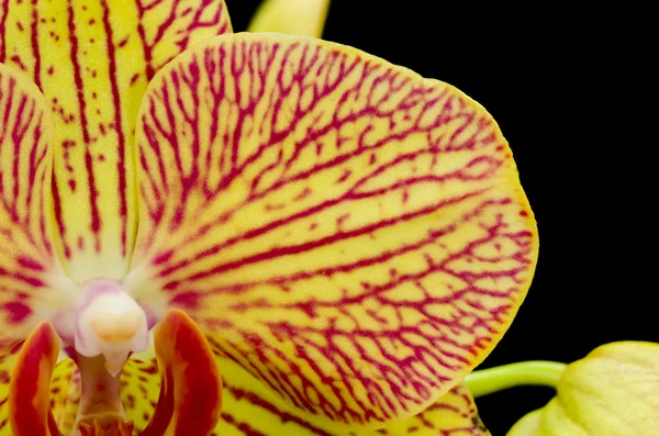 stock image Orange and Red Phalaenopsis Orchid