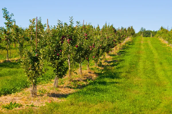 Apfelplantage lizenzfreie Stockfotos