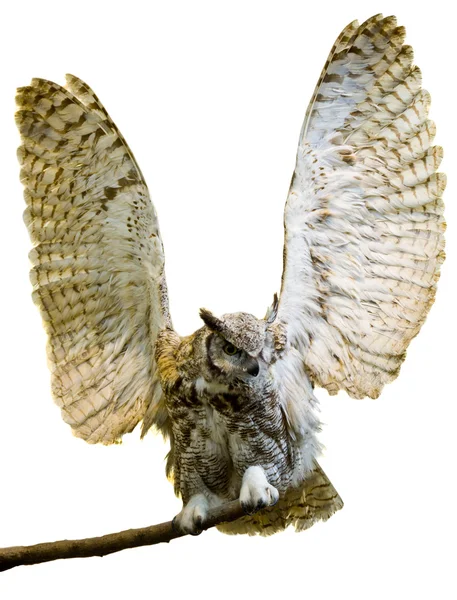 Owl isolated with its wings up — Stock Photo, Image