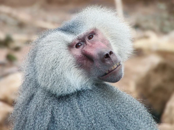 Een oude baviaan in dierentuin — Stockfoto