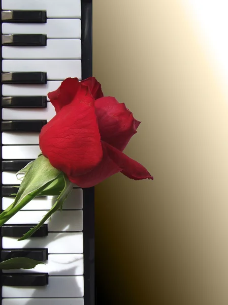 玫瑰躺在钢琴键上 — 图库照片#