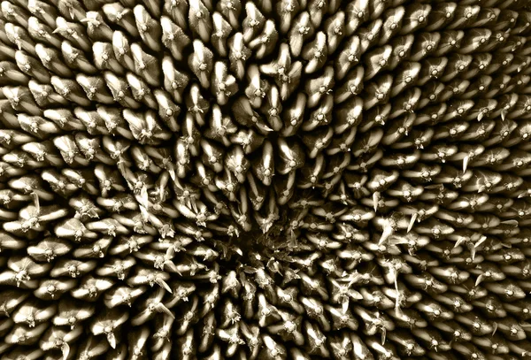 ayçiçeği tohumu doku farklı kullanımlar için