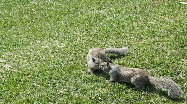 "Embrasser "écureuils # 1 — Photo