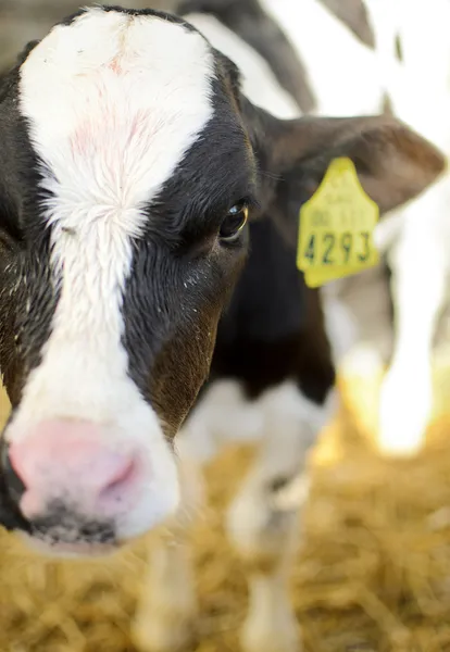 stock image Cow Portrait