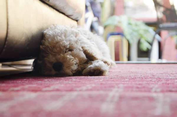 stock image Sad little poodle