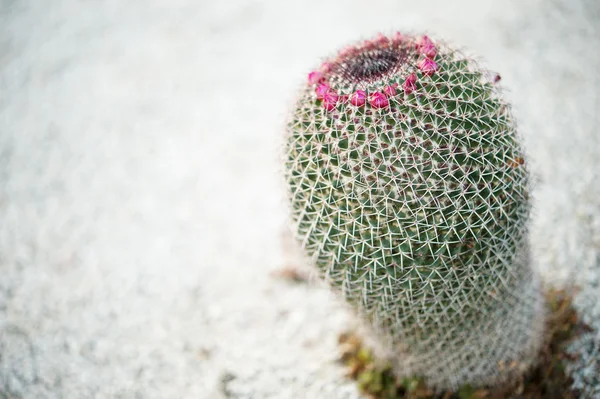 Cactus indigène chilien — Photo