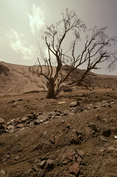 stock image Dead Nature