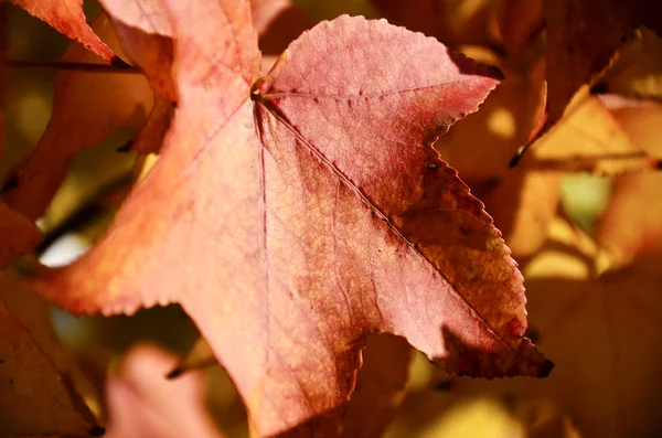 Red autumn Leaf — Stock Photo, Image