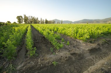 Carrot Fields clipart