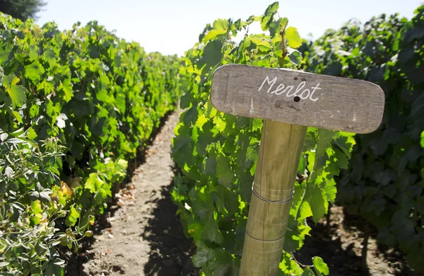 stock image Merlot sign in the vineyard