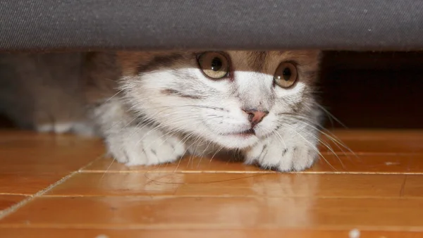 stock image British kitten