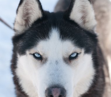 Husky mavi gözler