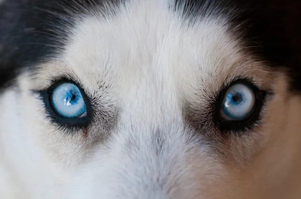 Kék szemek. Jogdíjmentes Stock Képek