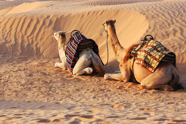 stock image Camels in desert