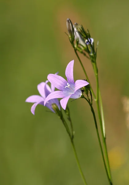 stock image Two bluebell