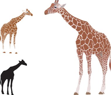 Vector isolated giraffe clipart