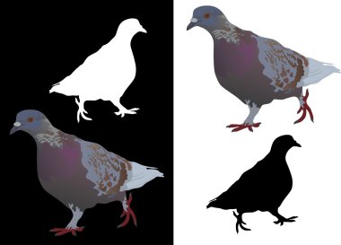 Gray pigeon clipart