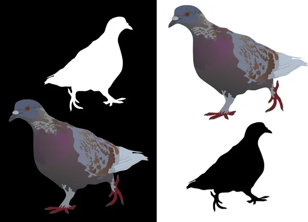 Pigeon gris — Image vectorielle