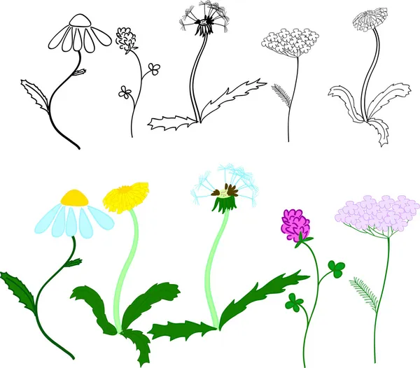 草原の花のセット — ストックベクタ