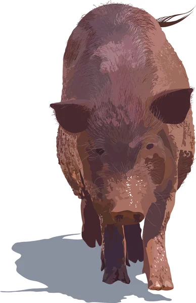 더러운 돼지 — 스톡 벡터