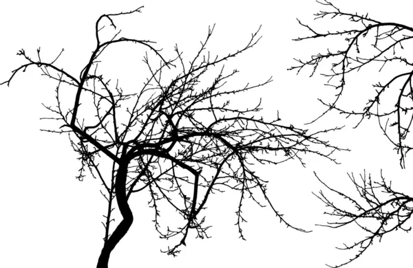Árvore e dois ramos — Vetor de Stock