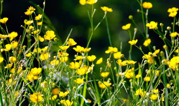 stock image Field of yellowcup