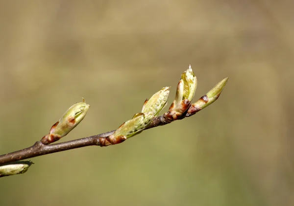 stock image Spring branch