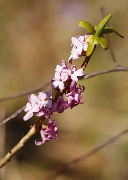 stock image Pink spring flowers