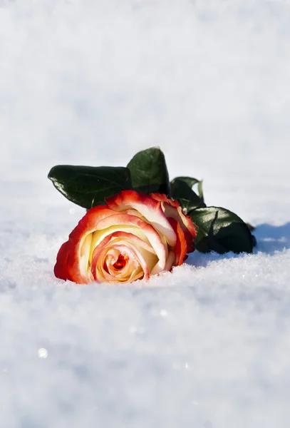 stock image Rose in the snow in the winter