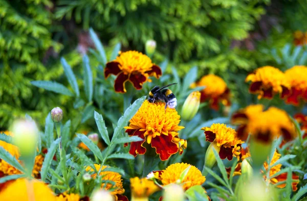 Uma abelha sentada em uma flor na natureza — Fotografia de Stock