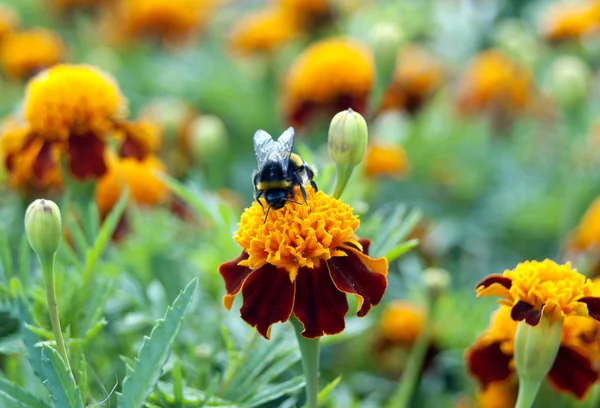 Bee sitting on the bright colors — Stock Photo, Image