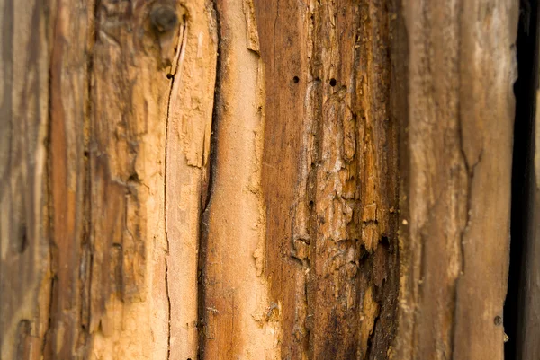 Old and rotten wood macro — Stock Photo, Image