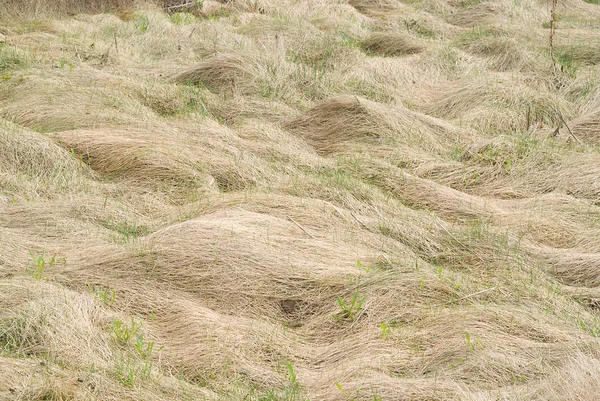 stock image On the nature of the grass in spring