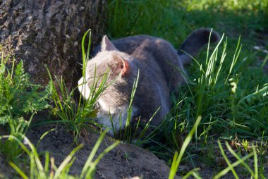 kedi doğa oynadığı