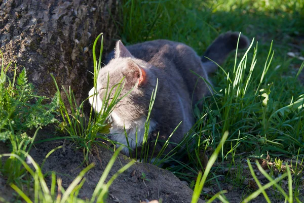 kedi doğa oynadığı