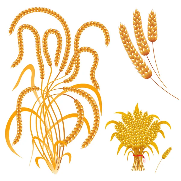 Пшеничні вуха кукурудзи, сніп пшениці — стоковий вектор
