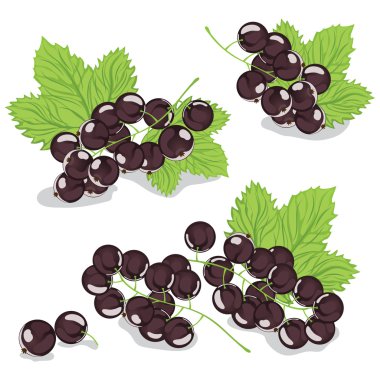 Blackcurrants on white background clipart