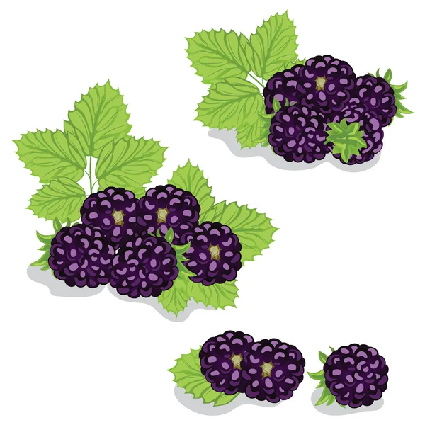 Blackberries на белом фоне — стоковый вектор