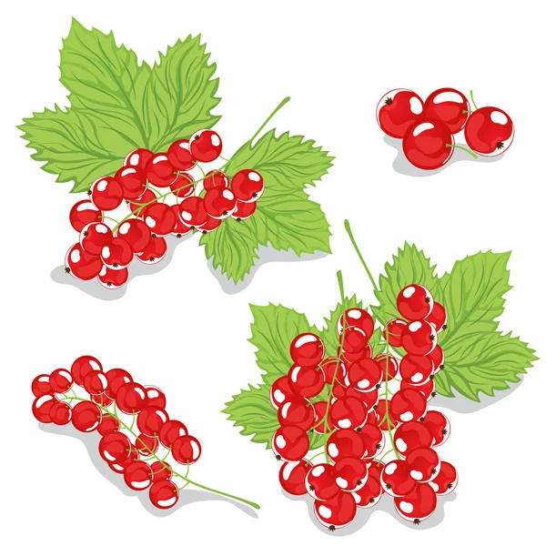 Red currants on a white background — Stock Vector