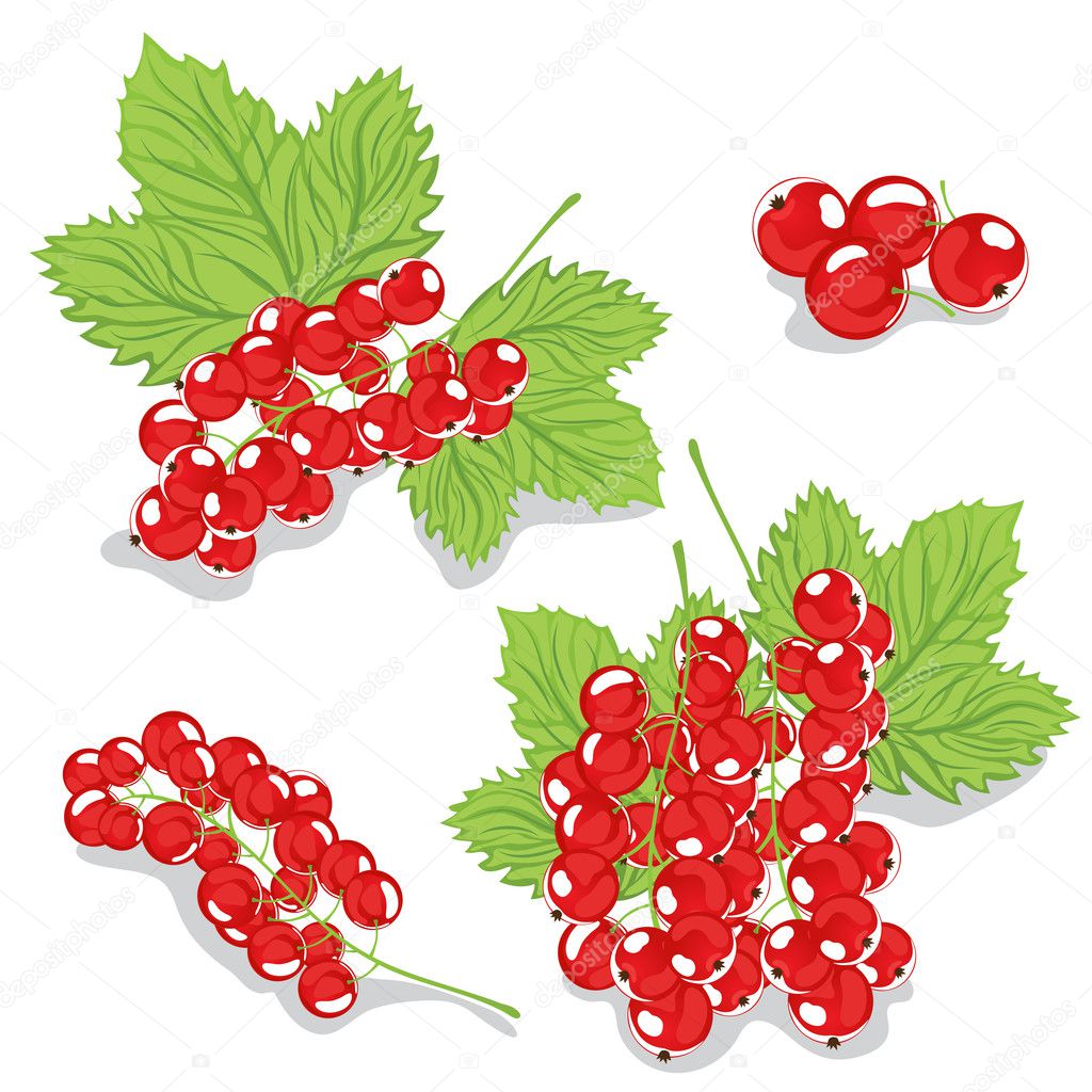 Red currants on a white background