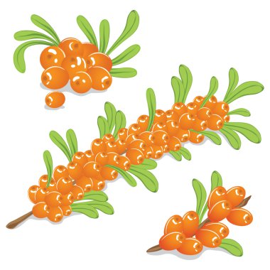 Sea ​​buckthorn berries on a white background clipart